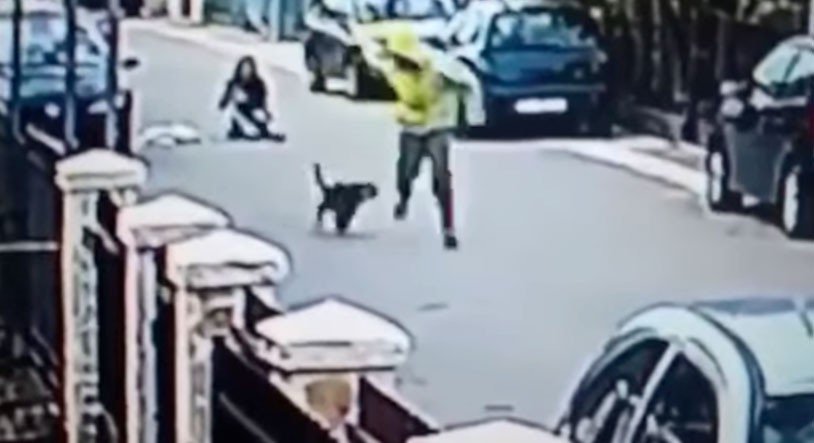 Un perro enfrentó a un ladrón y salvó a una mujer de un violento asalto | Redes