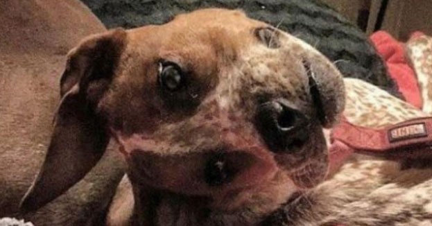 La ilusión óptica del rostro de un perro que causa furor en las redes | Redes