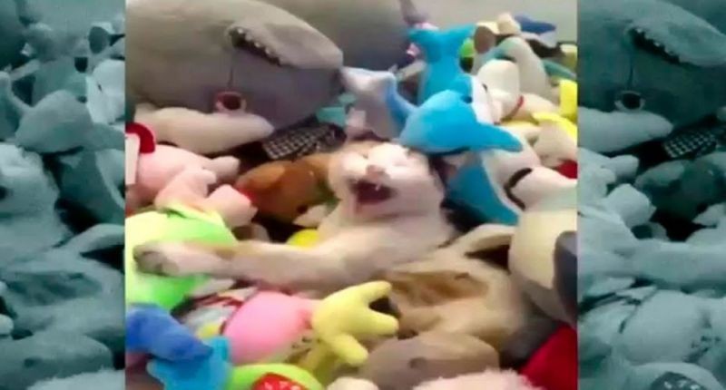 Video viral: así reacciona un gato que se queda encerrado en una máquina de peluches | Curiosidades