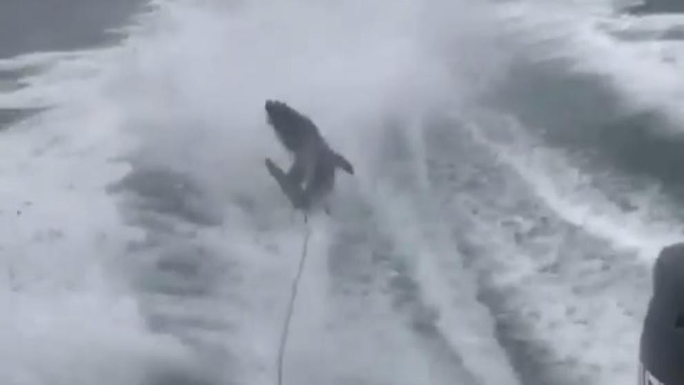 Van a juicio los hombres que torturaron brutalmente a un tiburón y lo mostraron en redes sociales | Curiosidades