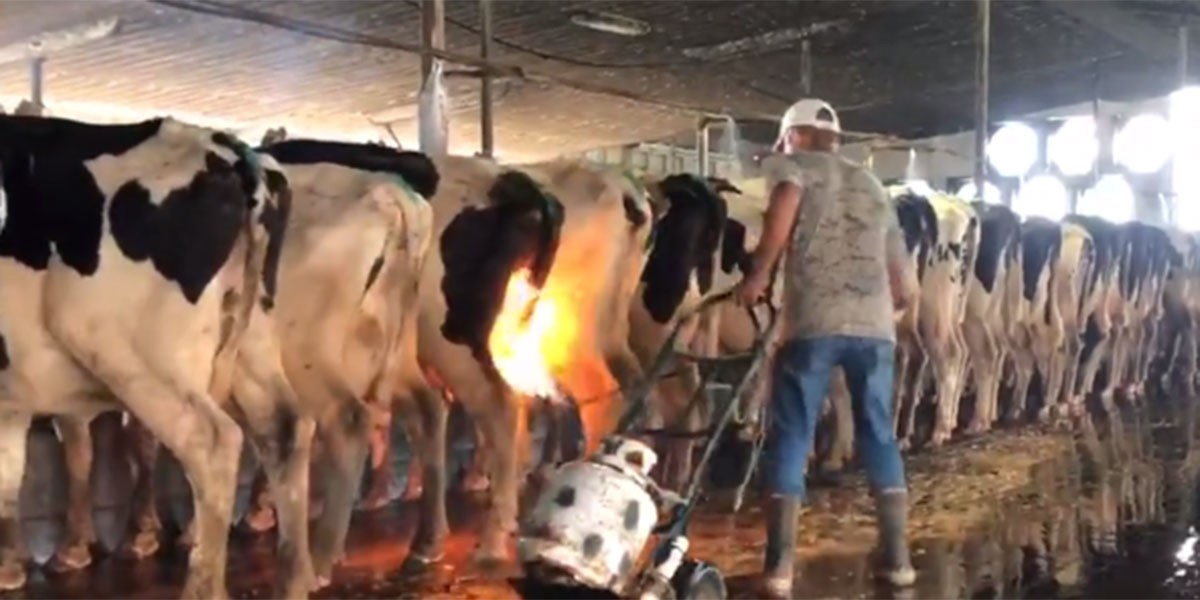 Un desgarrador video muestra cómo golpean y queman vacas en una granja para producir leche | Internacionales