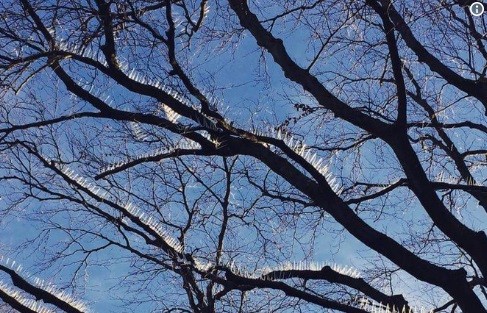 Instalan pinches en los árboles para evitar que los pájaros defequen sobre los autos | Curiosidades