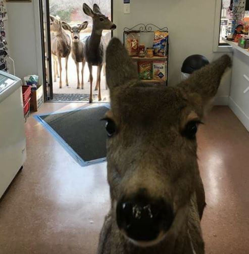 Ciervos atrevidos: le dan un dulce a la mamá y vuelve con su cría | Redes