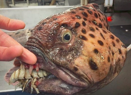 Las extrañas criaturas del mar de Barent | Curiosidades