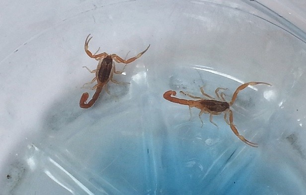 Alerta alacranes: Se registran 40 picaduras por día en Córdoba | Actualidad