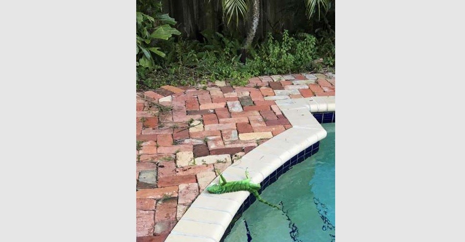 Llueven iguanas congeladas en Miami debido a las bajas temperaturas del ciclón bomba | Internacionales