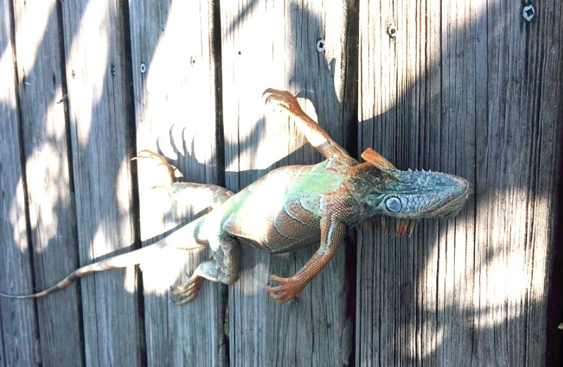 Alerta en Florida: residentes atacados por iguanas que creían muertas | Internacionales