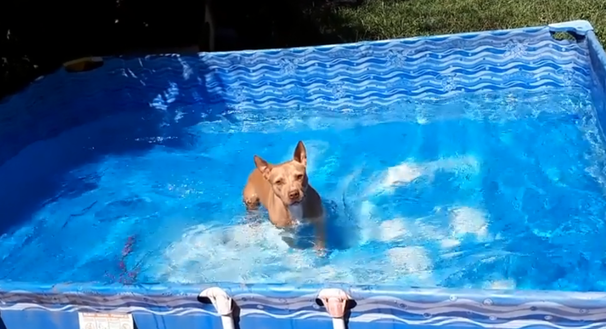La perrita que nada en la pelopincho y conquista a todos en las redes sociales | Redes