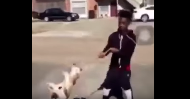 Buscan a un joven que se filmó revoleando a dos perros por el aire | Internacionales