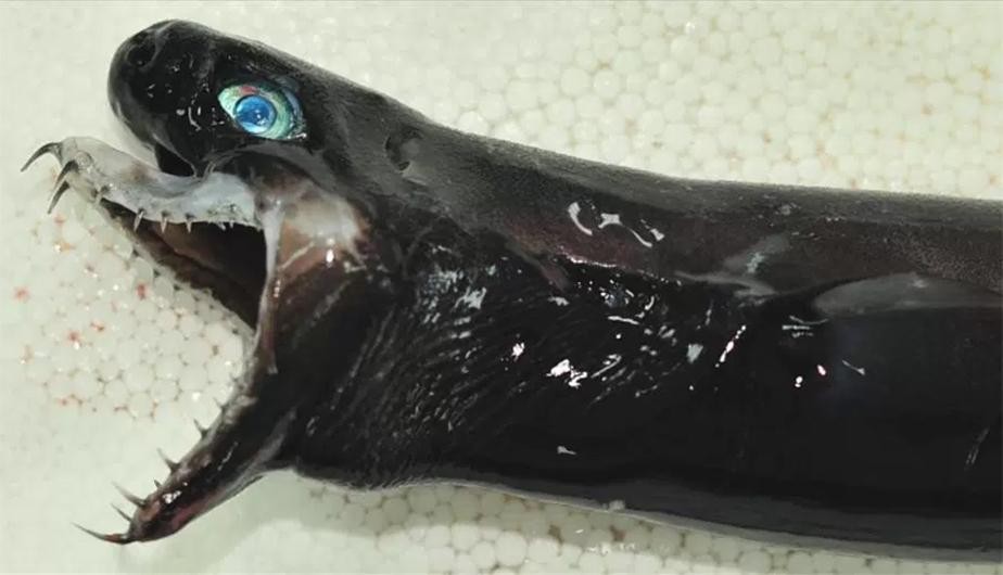 El escalofriante tiburón "Alien" que extiende su mandíbula para atacar a sus presas | Curiosidades