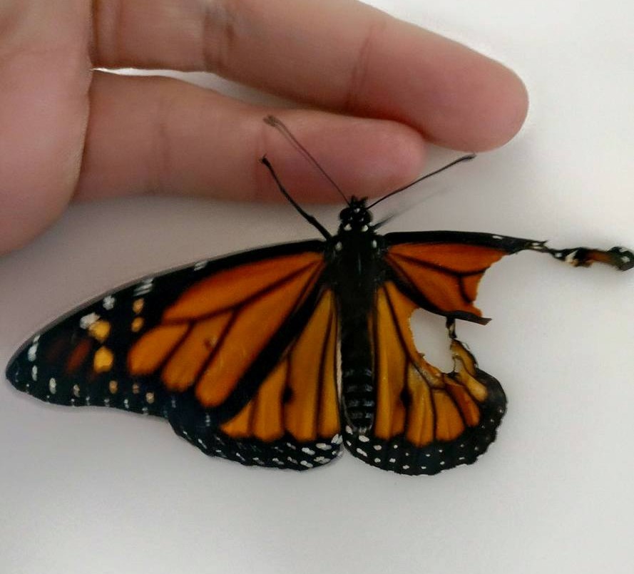 Increíble: una modista consiguió que una mariposa vuele al reconstruirle un ala | Redes