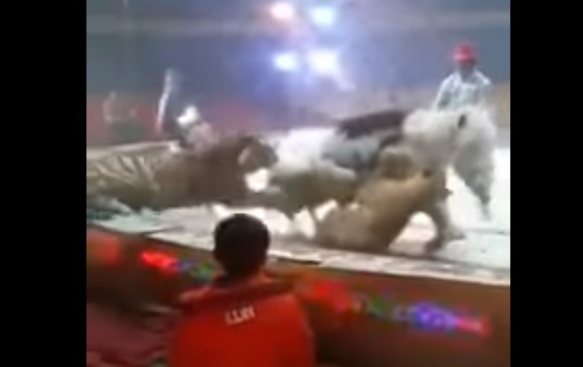 Video: un tigre y una leona atacan a un caballo en plena función de circo | Redes