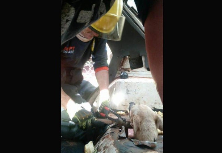 Bomberos trabajaron una hora para liberar a una perra atrapada en un auto | Actualidad