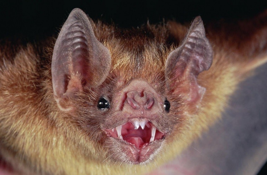 Muere un niño de seis años de rabia tras ser mordido por un murciélago | Internacionales