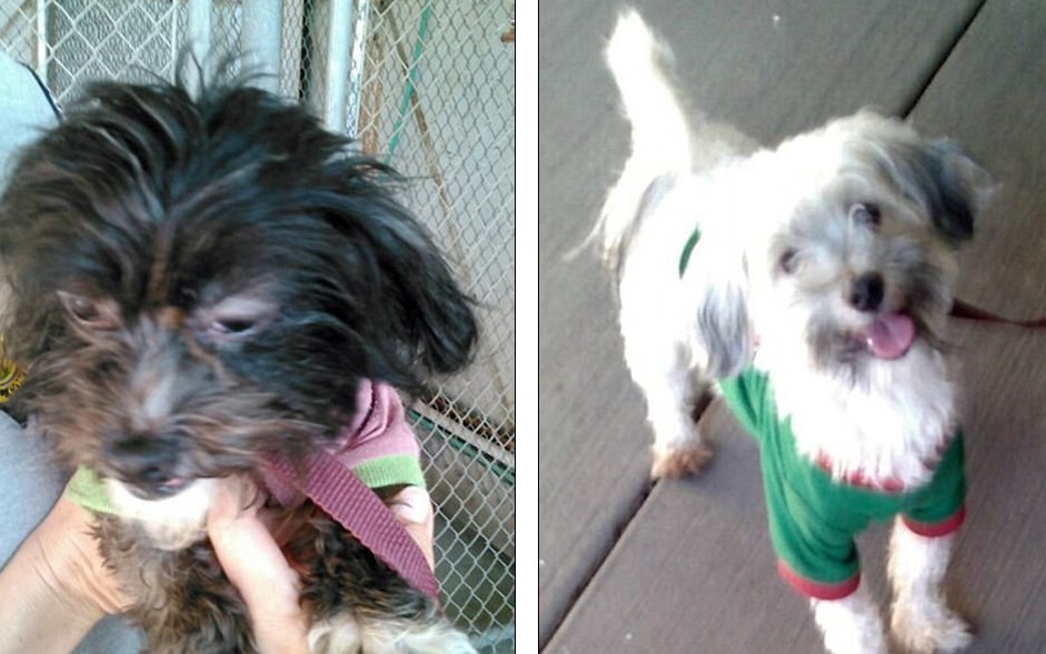 En la "casa del horror" de los Turpin había dos perros malteses en perfecto estado de salud | Internacionales