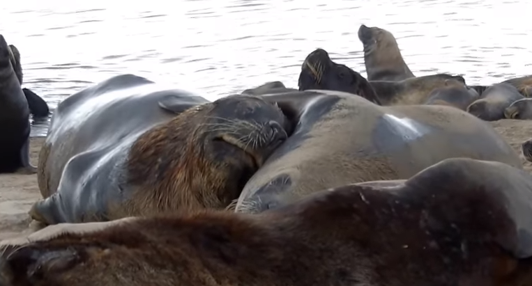 Ternura en las redes: el video de una colonia de lobos marinos muy mimosos | Redes