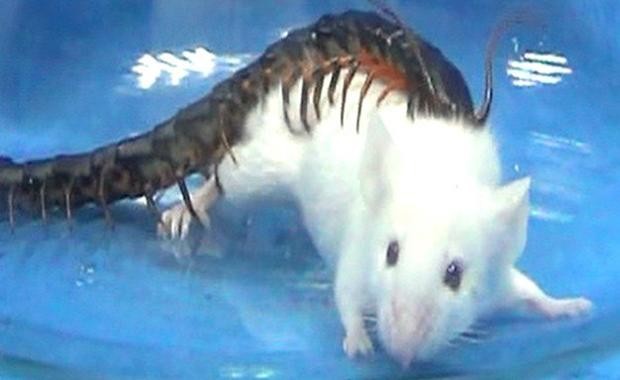 Descubren el secreto del terrible insecto asesino de 100 patas | Curiosidades