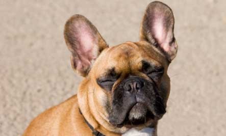 España: prohíben cortar la cola o las orejas a perros y gatos | Internacionales