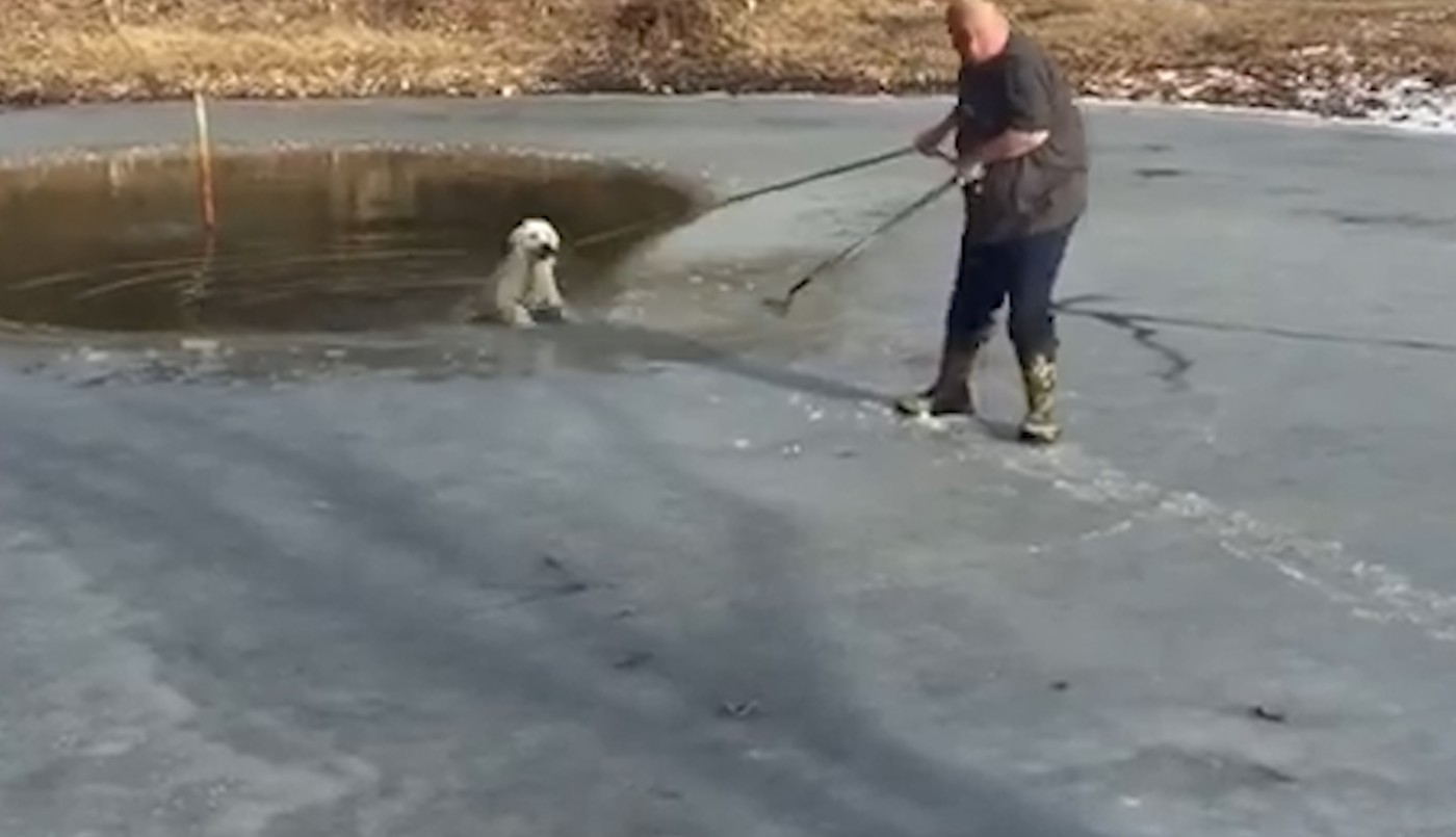 Video: el emocionante rescate de un perro que cayó en una laguna congelada | Internacionales