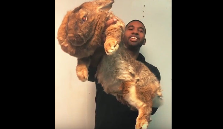 Sorprende en las redes sociales con un conejo gigantesco | Redes