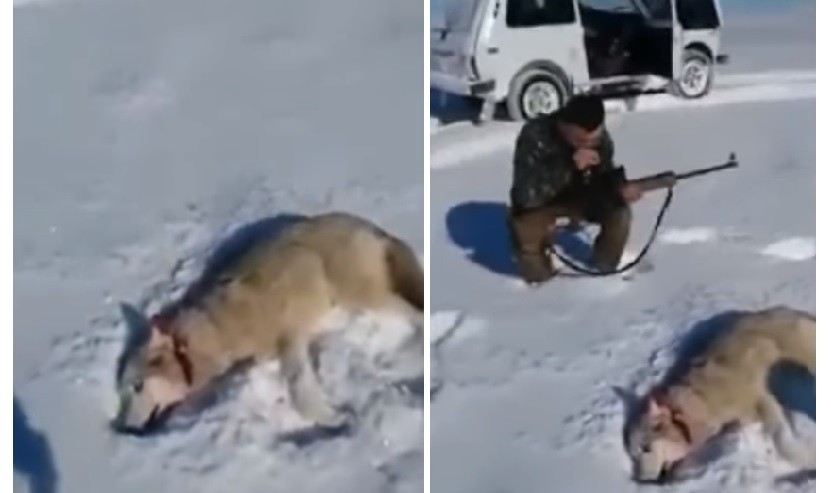 Video: "revivió" un lobo para vengarse de su cazador | Redes
