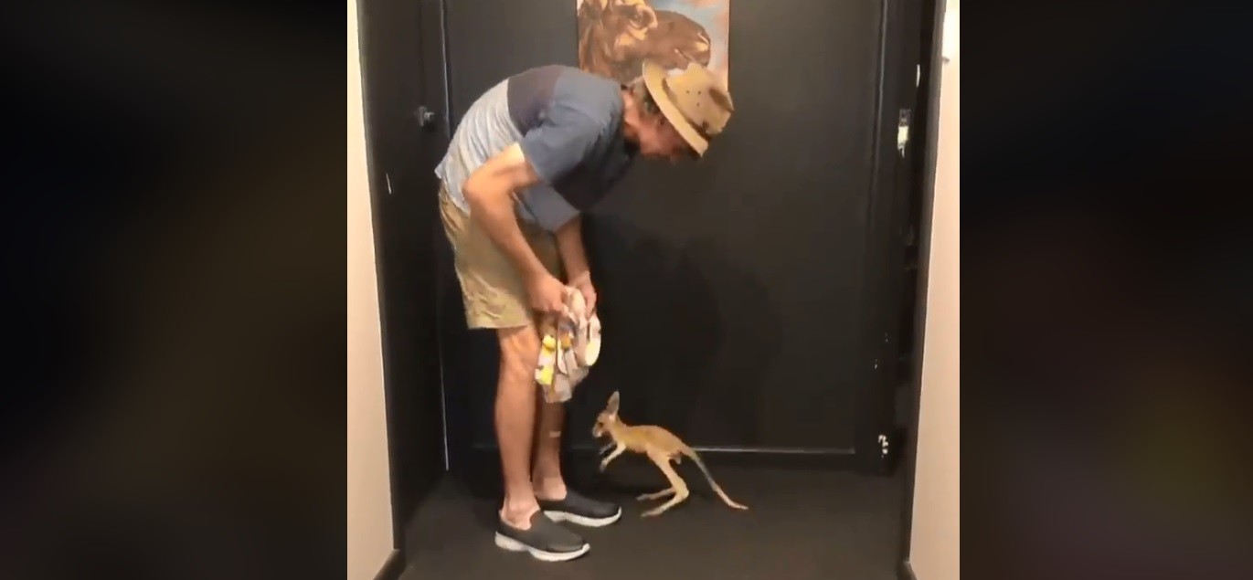#VideoViral El tierno canguro huérfano que intenta meterse en la bolsa de su cuidador | Redes