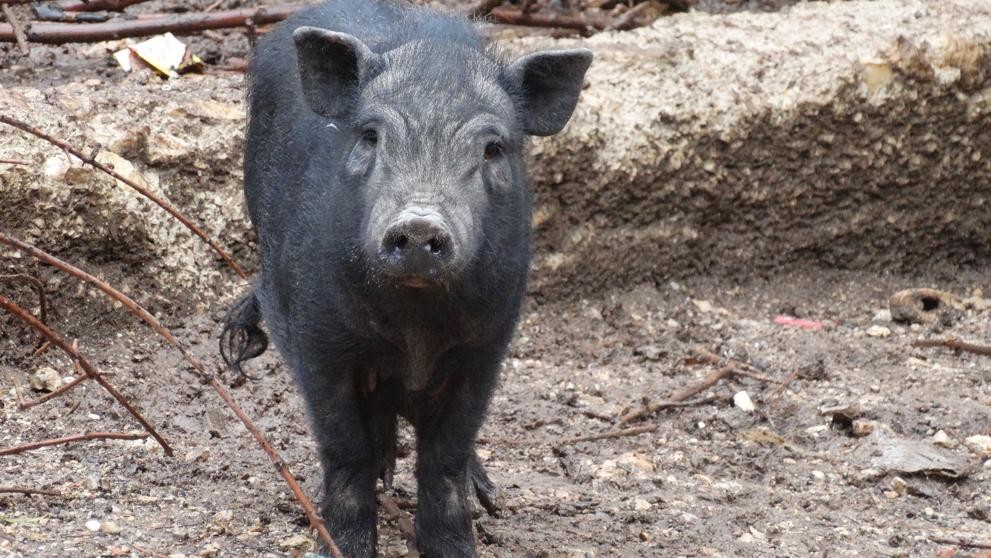 Buscan hogar para 29 cerdos vietnamitas víctimas de maltrato | Internacionales