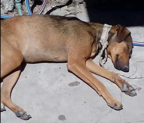 Buscan hogar para una perra herida por defender a su dueña, víctima de violencia de género | Redes