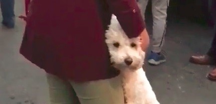 La conmovedora imagen de un perro junto a su dueña tras el terremoto en México | Redes