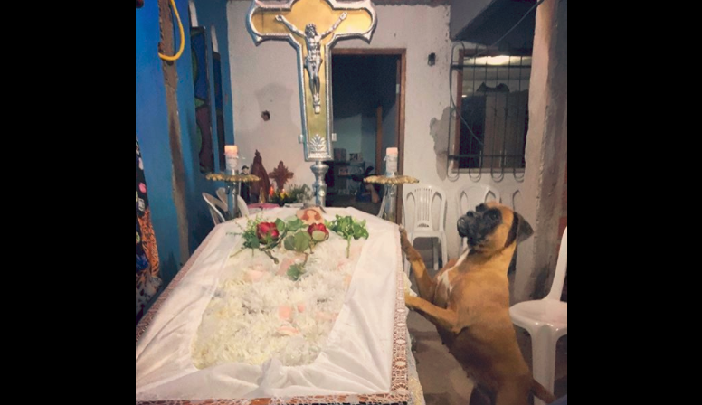 Viral conmovedor: una perra se pasa una noche entera junto al ataúd de su dueña fallecida | Redes