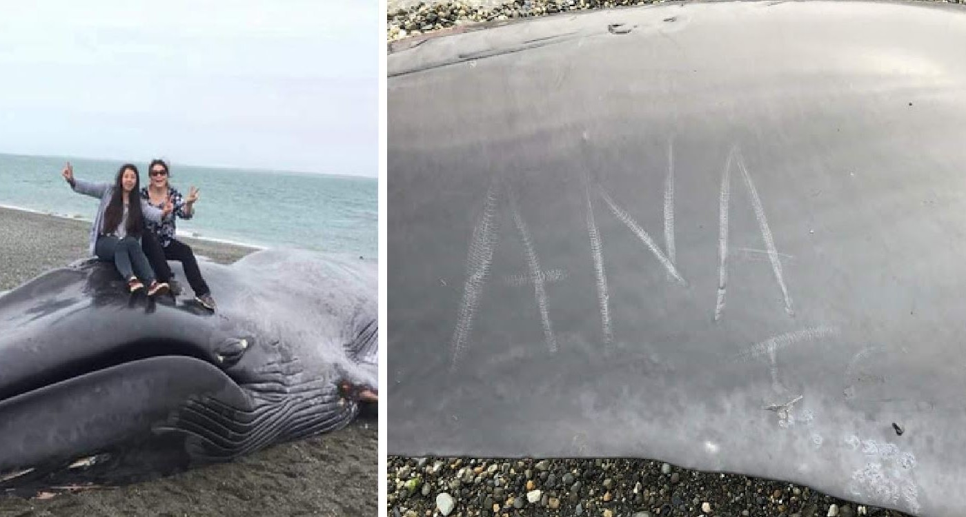 Indignante: una ballena murió en una playa y un grupo de personas le hizo inscripciones y se sacó fotos con el cuerpo | Internacionales
