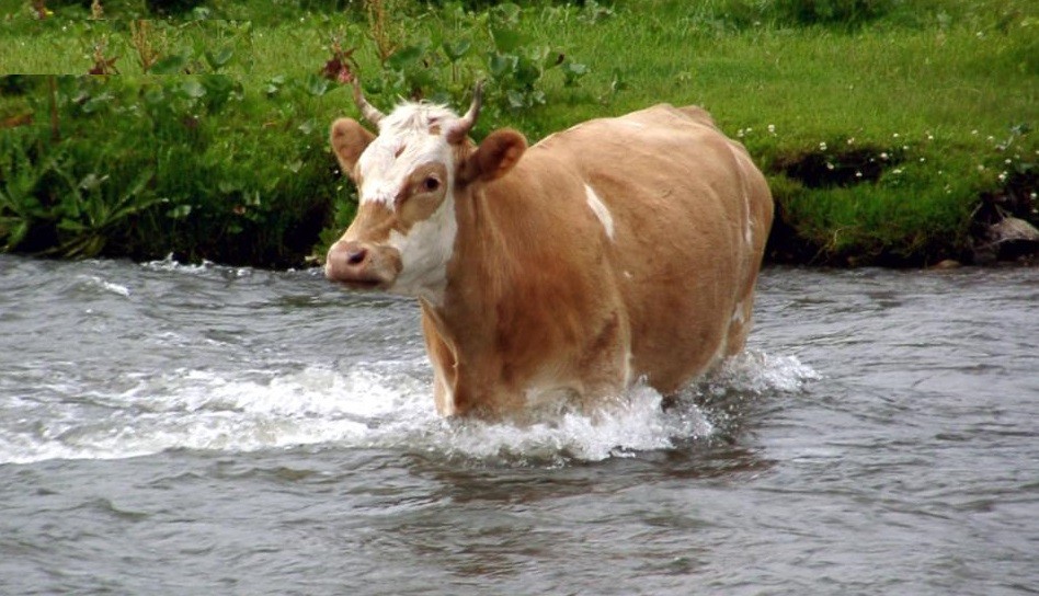 Una vaca se escapó del matadero y nadó hasta una isla deshabitada | Curiosidades