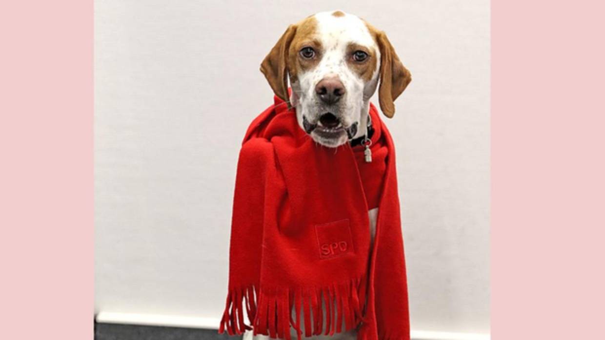 Afiliaron a una perra a un partido político | Curiosidades