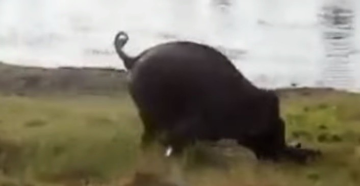 Video: elefante pisoteó y mató a un hombre que intentaba echarlo de un lago | Internacionales