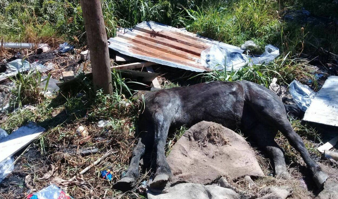 Totalmente drogado, robó un caballo, le quebró el cráneo a golpes y lo quería descuartizar | Actualidad