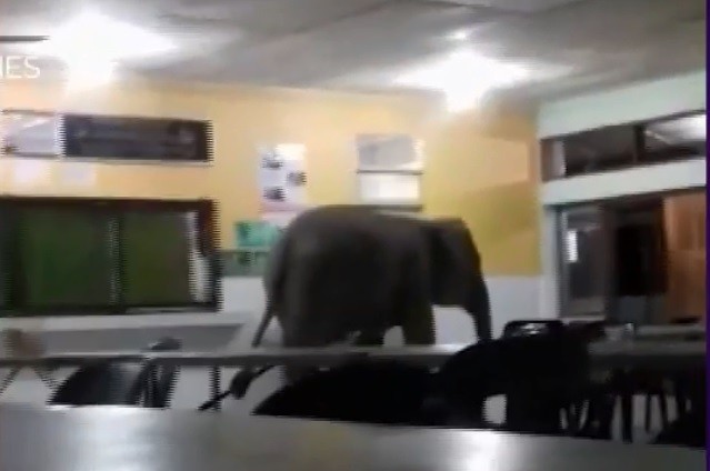 Video: elefante irrumpió en una escuela | Redes