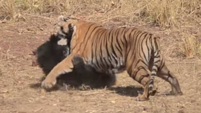 Video: la brutal pelea entre un tigre y una osa que defendía a su cría | Redes