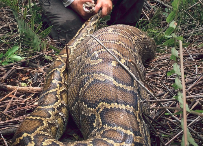 Una pitón gigante se traga un ciervo que pesa el doble que ella | Curiosidades