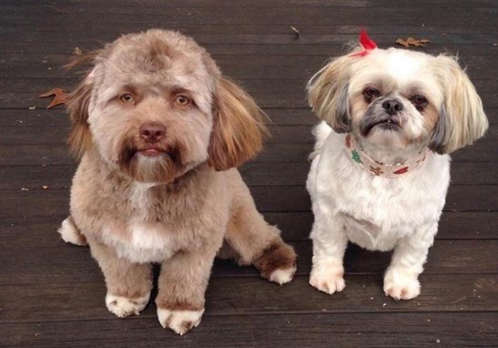 La historia de Bob, el perro que tiene cara de ser humano | Redes