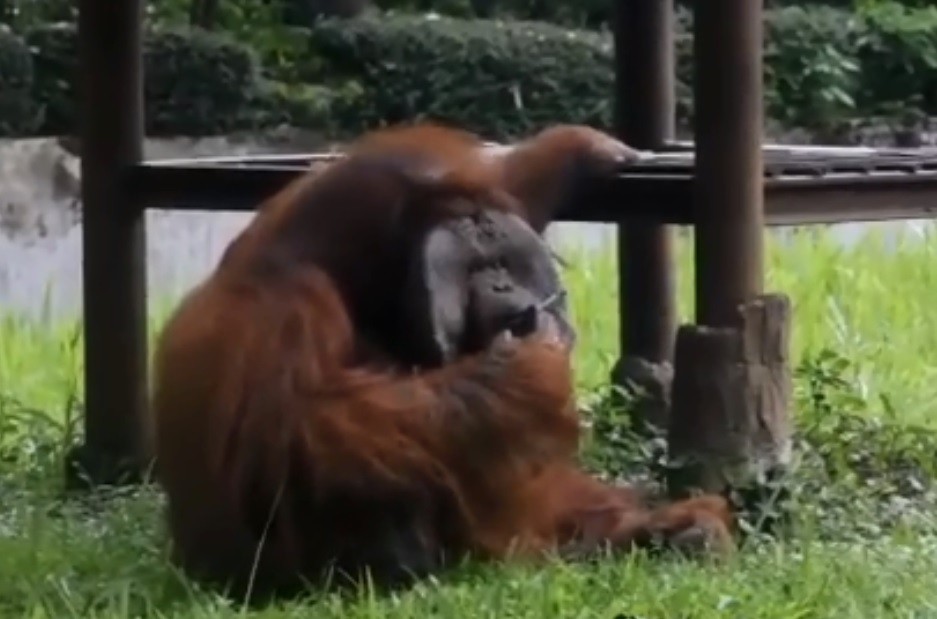 Visitantes de un zoológico le tiran cigarrillos a un orangután para que los fume | Redes