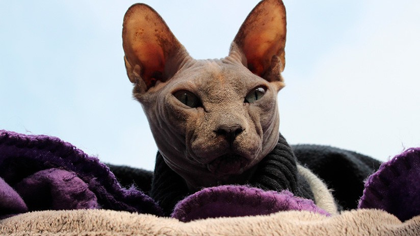 El misterioso gato que conmociona a todos en Instagram | Redes