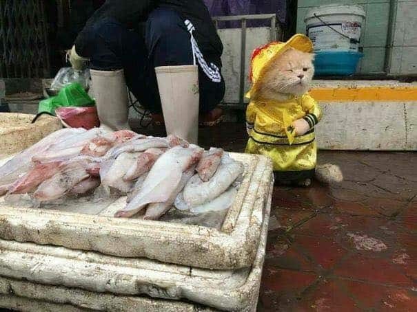 El increíble gato que vende pescado en un mercado de Vietnam | Redes