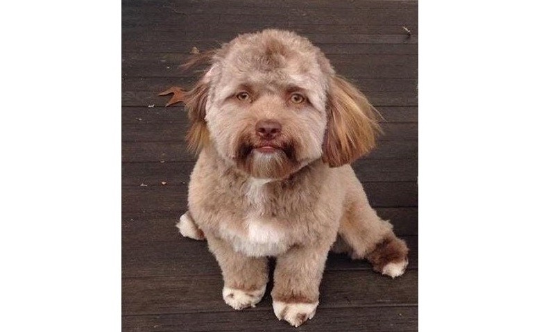 Apareció el video del perro con cara de humano | Redes