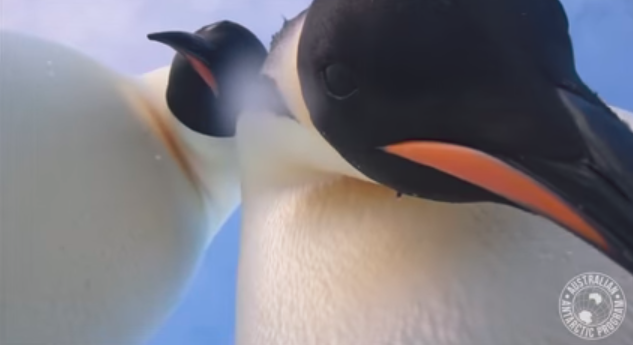 Impresionante: dos pingüinos graban un "video-selfie" en la Antártida | Redes