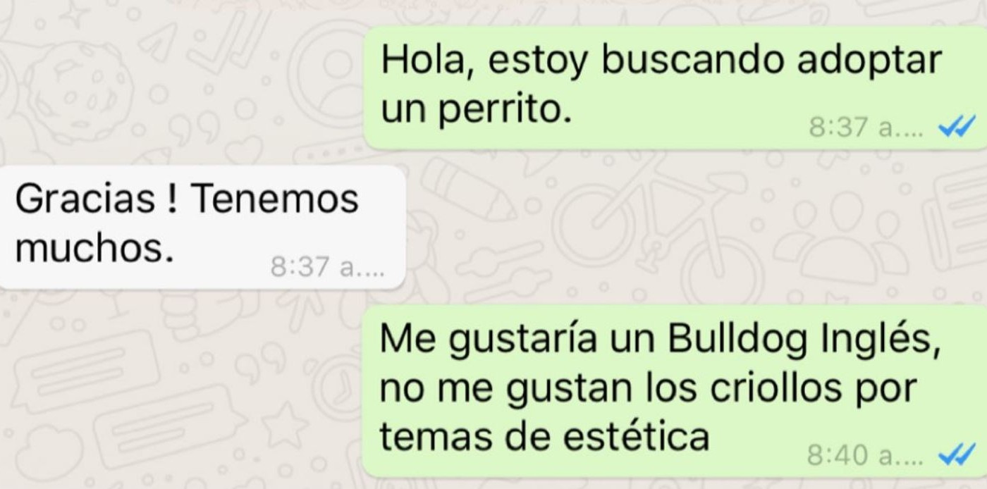 “¿Es usted de raza pura?”: la conversación de WhatsApp que busca concientizar sobre la adopción de animales | Redes