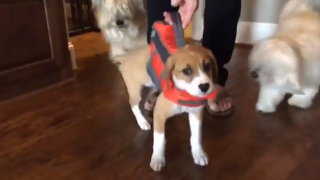 "Compré a mi perro un chaleco salvavidas y olvidó cómo ser un perro" | Redes