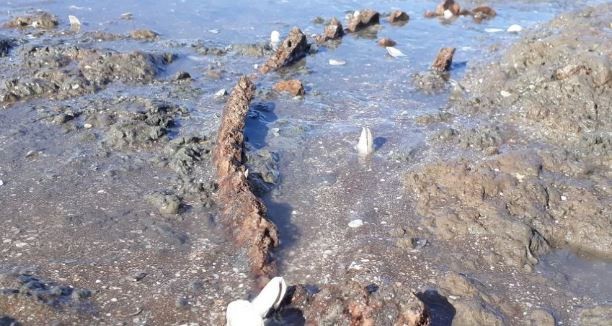 Caminaba por la playa y encontró restos de un gliptodonte | Curiosidades