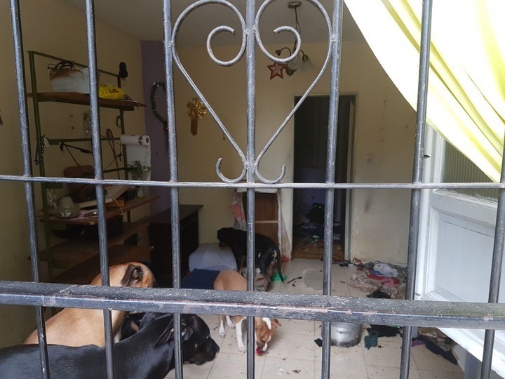Se fue de viaje y dejó a diez perros encerrados en su departamento | Actualidad