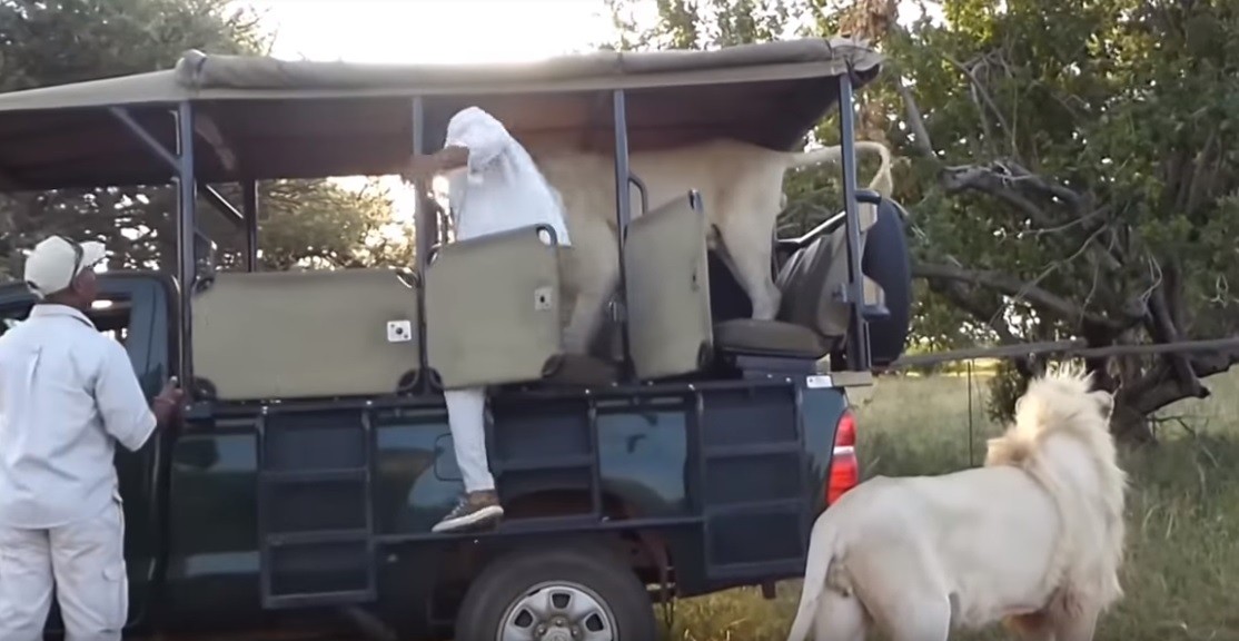 Video: león blanco obliga a bajar a turistas de su jeep | Redes