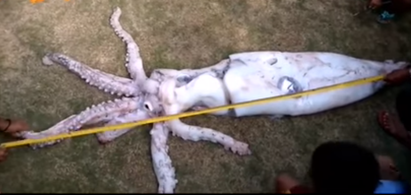 Video: atraparon a un calamar gigante cerca de una isla filipina | Redes